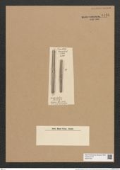 Grammatophora parallela Ehr. (de-Toni-Nr.: Genus 93, Species 3034) Zeichnungen Sammlung Grunow Nr. 6146 (NHMW-BOT-W0374705)